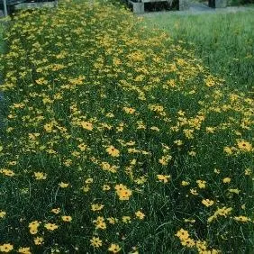 thumbnail for publication: Coreopsis spp.Tickseed, Coreopsis